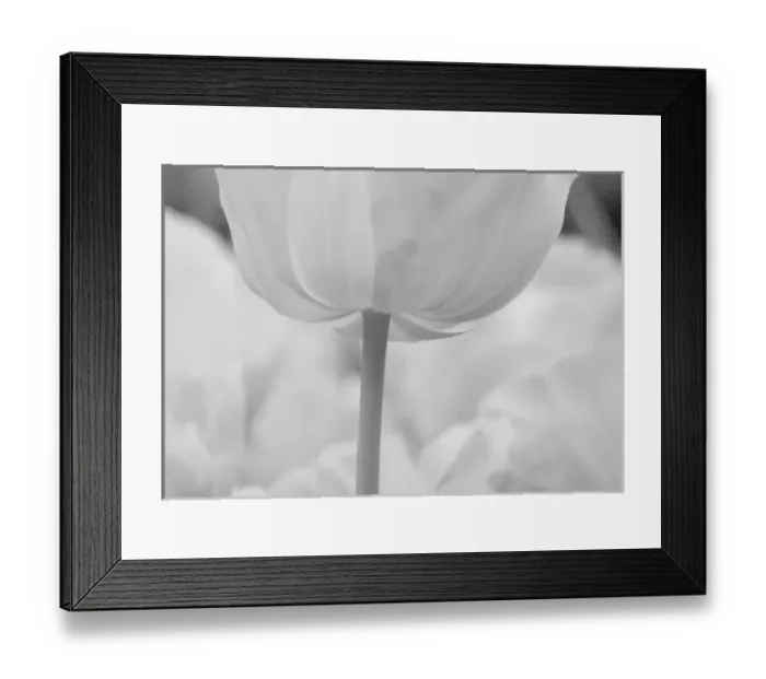 Framed Print : Tulips in Keukenhof Gardens, Holland Framed Print : Tulips in Keukenhof Gardens, Holland