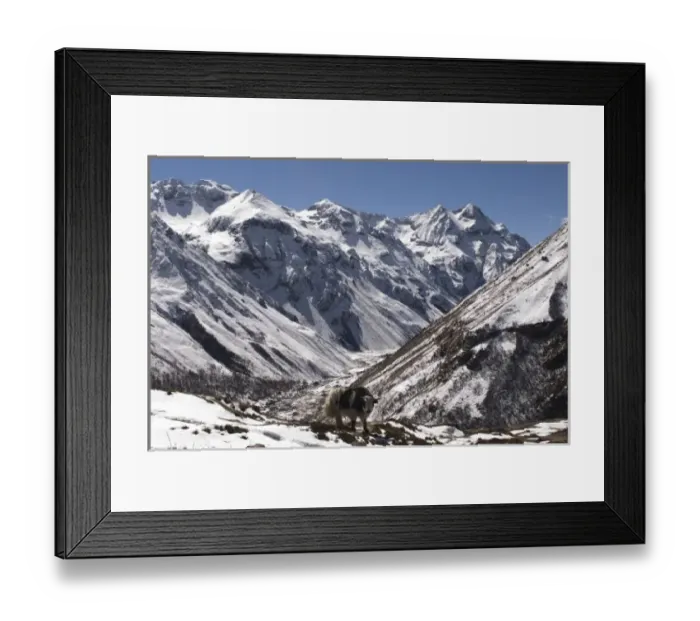 Framed Print : Yak near Mt. Jhomolari, Jangothang Jigme Dorji National Park, Bhutan Framed Print : Yak near Mt. Jhomolari, Jangothang Jigme Dorji National Park, Bhutan