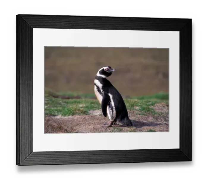 Framed Print : Antarctica, Sub-Antarctic Islands, South Georgia. Magellanic Penguin Framed Print : Antarctica, Sub-Antarctic Islands, South Georgia. Magellanic Penguin