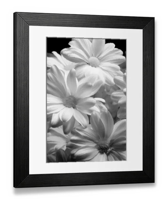 Framed Print : Tulips in Keukenhof Gardens, Holland