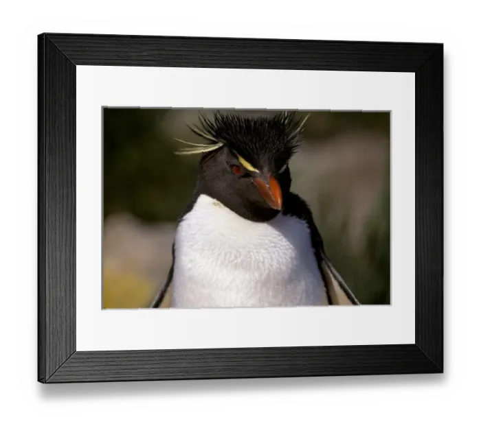 Framed Print : Antarctica, Sub-Antarctic Framed Print : Antarctica, Sub-Antarctic