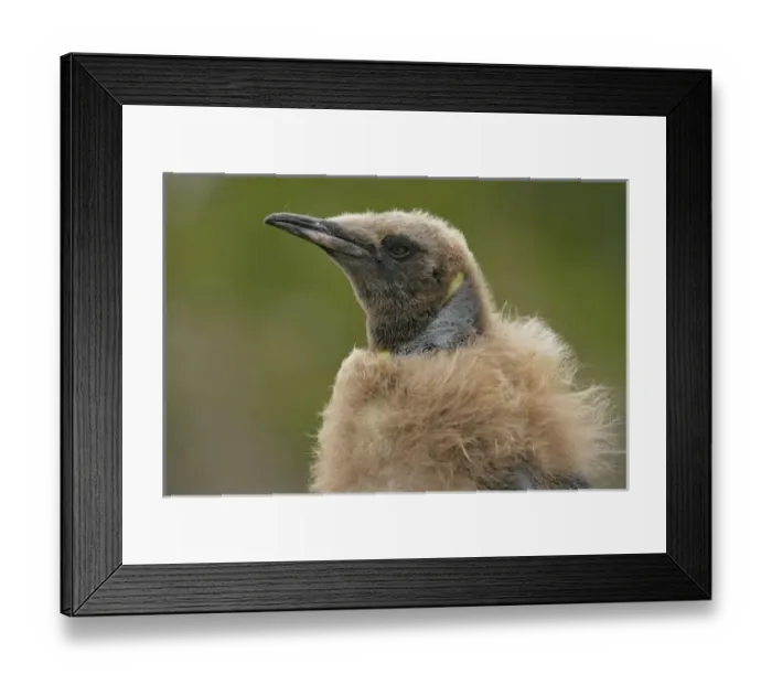 Framed Print : Antarctic, Sub Antarctic Island Framed Print : Antarctic, Sub Antarctic Island