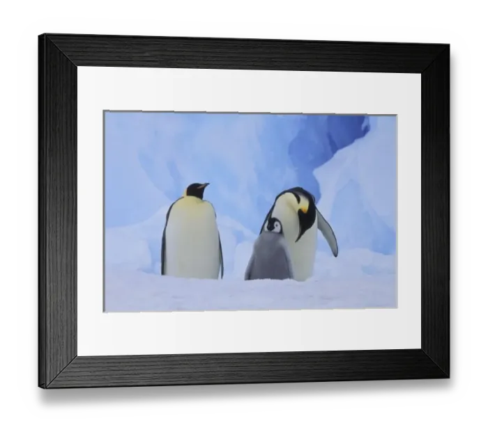 Framed Print : Antarctica. Emperor penguins and chick Framed Print : Antarctica. Emperor penguins and chick