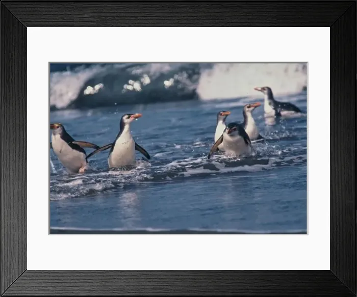 Framed Print : Australia, subantarctic Macquarie Island. Royal penguins Framed Print : Australia, subantarctic Macquarie Island. Royal penguins
