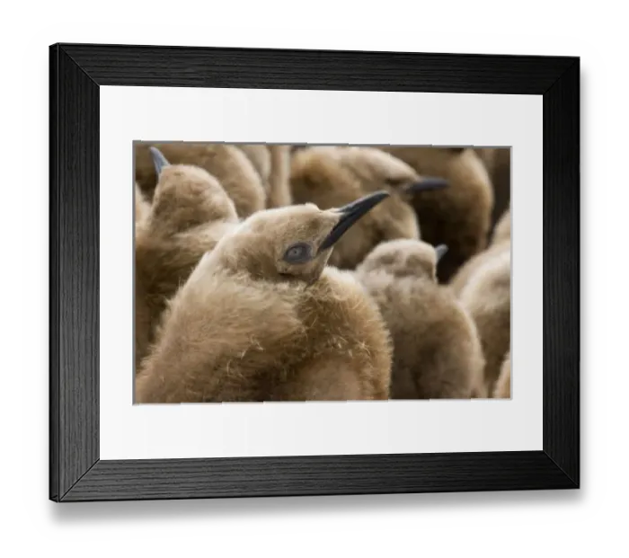 Framed Print : UK Territory, South Georgia Island. Close-up of young king penguin chicks in brown coats
