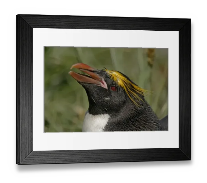 Framed Print : South Atlantic Ocean, South Georgia Island, Cooper Bay. Profile of macaroni penguin head Framed Print : South Atlantic Ocean, South Georgia Island, Cooper Bay. Profile of macaroni penguin head