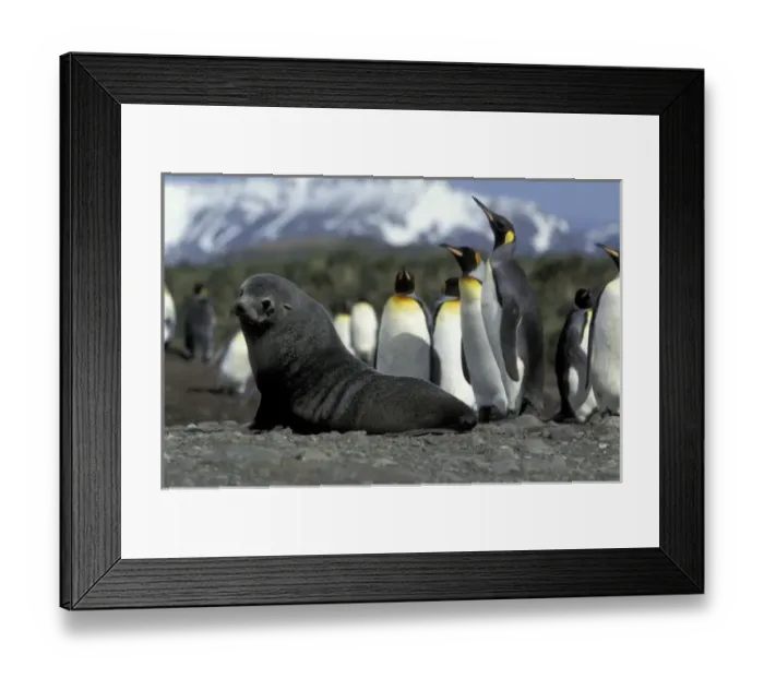 Framed Print : Antarctica, South Georgia Island. Antarctic fur seal (Arctocephalus gazella) and penguins