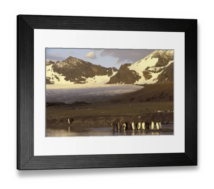 Framed Print : Antarctica, South Georgia Island. King penguins (Aptenodytes patagonicus)
