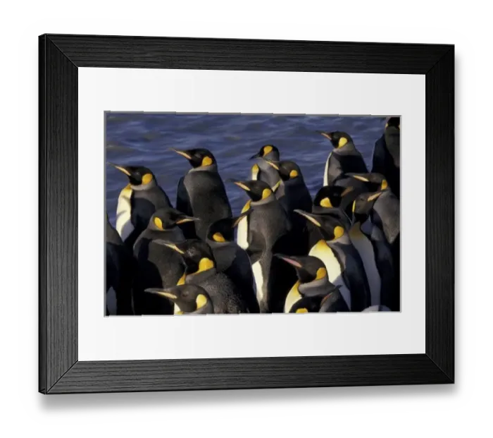 Framed Print : Antarctica, South Georgia Island. King penguins (Aptenodytes patagonicus)