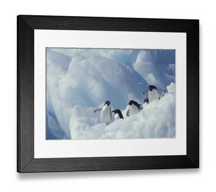 Framed Print : Antarctica. Adelie penguins