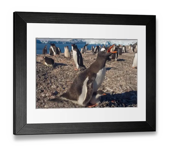 Framed Print : gentoo penguin, Pygoscelis papua, with chick on nest, South Shetland Islands, Antarctica