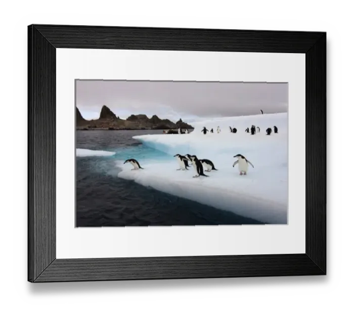 Framed Print : chinstrap penguins, Pygoscelis antarctica, jumping off an iceberg along the South Shetland Islands Framed Print : chinstrap penguins, Pygoscelis antarctica, jumping off an iceberg along the South Shetland Islands