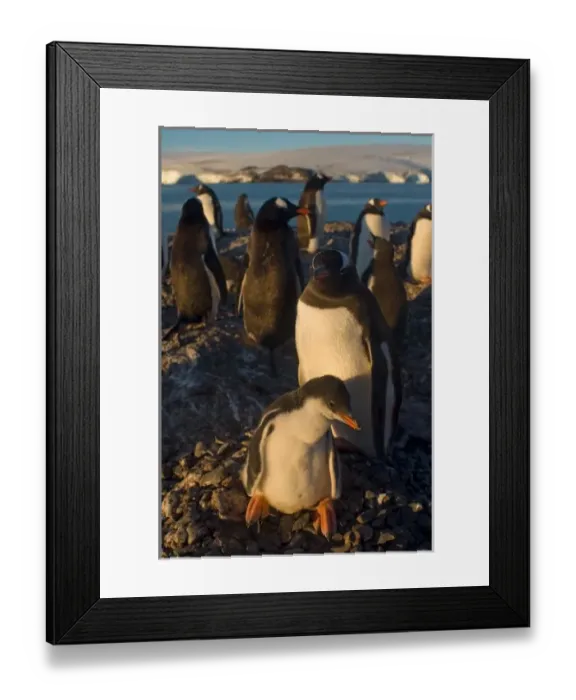 Framed Print : gentoo penguin Framed Print : gentoo penguin