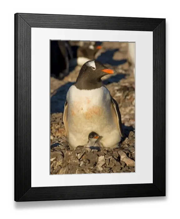 Framed Print : Gentoo penguin with newborn chick on nest Framed Print : Gentoo penguin with newborn chick on nest