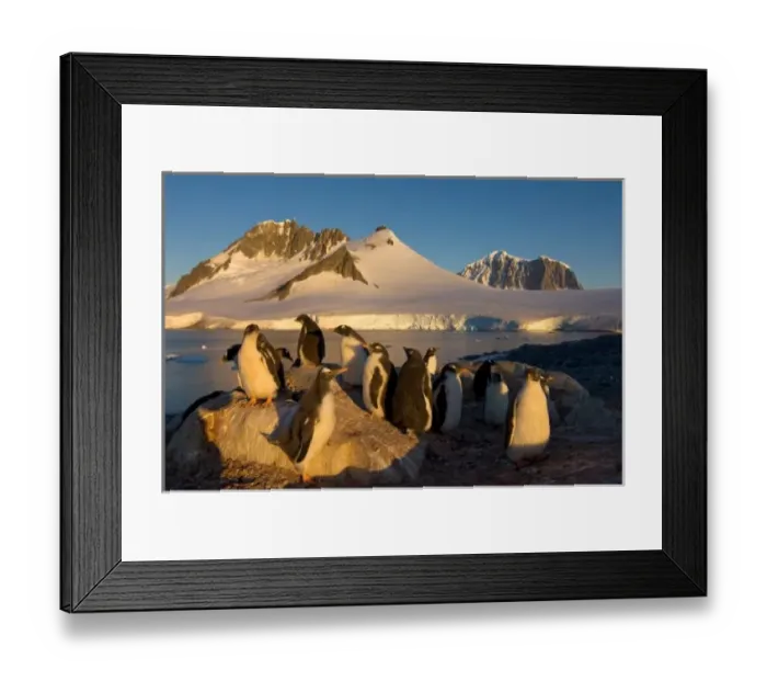 Framed Print : Gentoo penguin colony in Antarctica Framed Print : Gentoo penguin colony in Antarctica