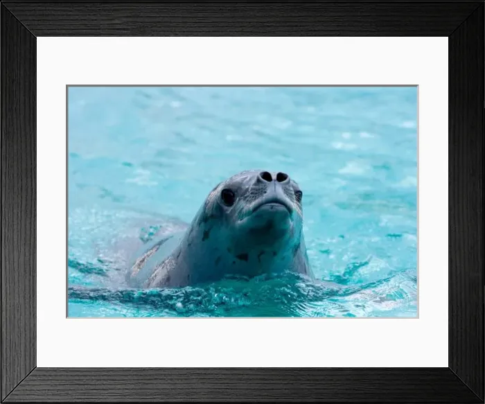 Framed Print : crabeater seal, Lobodon carcinophaga, in waters off the western Antarctic Peninsula