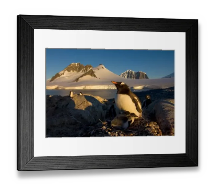 Framed Print : gentoo penguin, Pygoscelis Papua, parent with chicks on its nest, western Antarctic Peninsula Framed Print : gentoo penguin, Pygoscelis Papua, parent with chicks on its nest, western Antarctic Peninsula