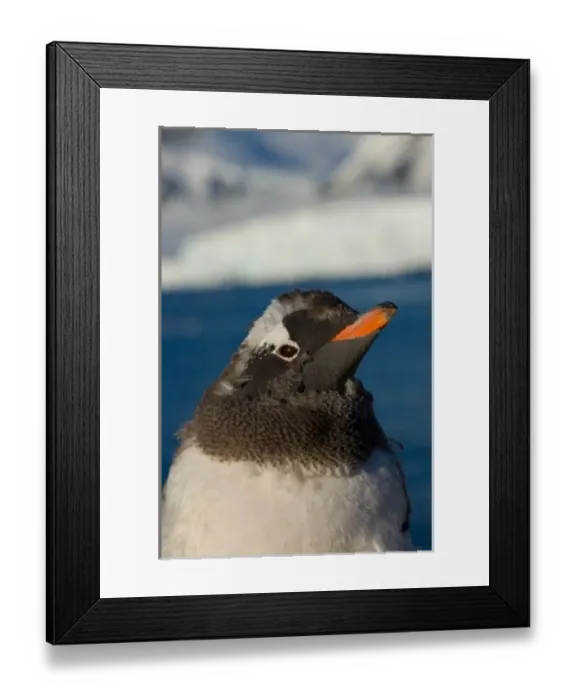Framed Print : gentoo penguin, Pygoscelis Papua, chick along the western Antarctic Peninsula, Antarctica Framed Print : gentoo penguin, Pygoscelis Papua, chick along the western Antarctic Peninsula, Antarctica