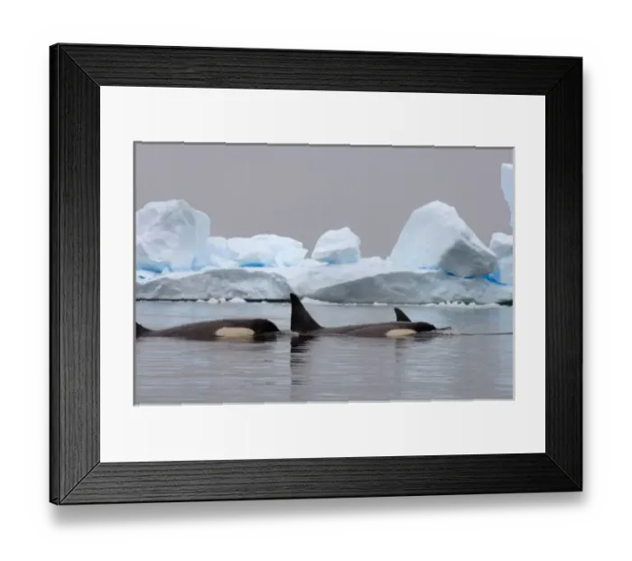 Framed Print : killer whales (orcas), Orcinus orca, pod traveling in waters off the western Antarctic Peninsula Framed Print : killer whales (orcas), Orcinus orca, pod traveling in waters off the western Antarctic Peninsula