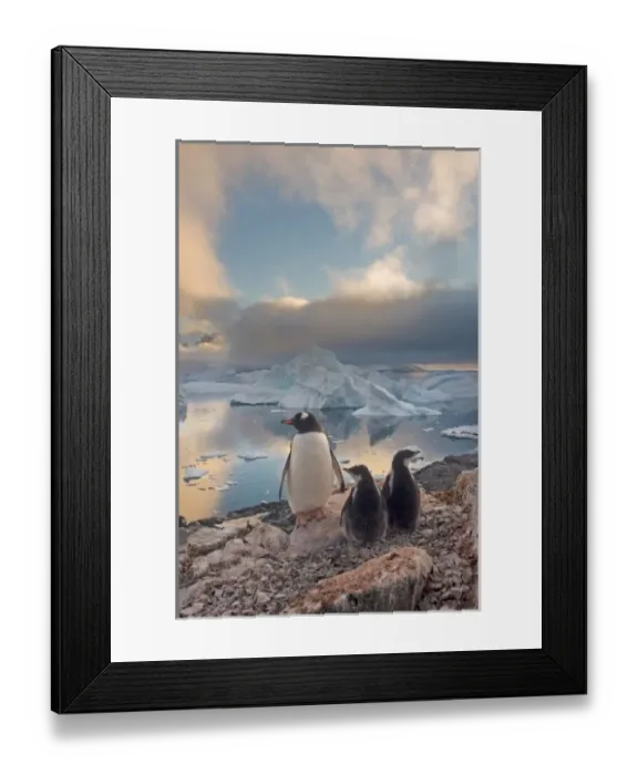 Framed Print : gentoo penguin, Pygoscelis Papua, parent with chicks along the western Antarctic Peninsula