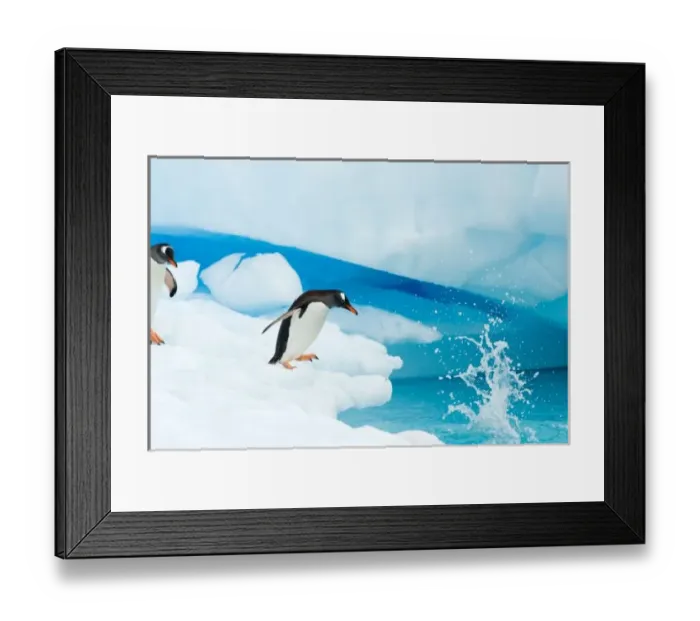 Framed Print : gentoo penguin, Pygoscelis Papua, jumping off an iceberg, western Antarctic Peninsula