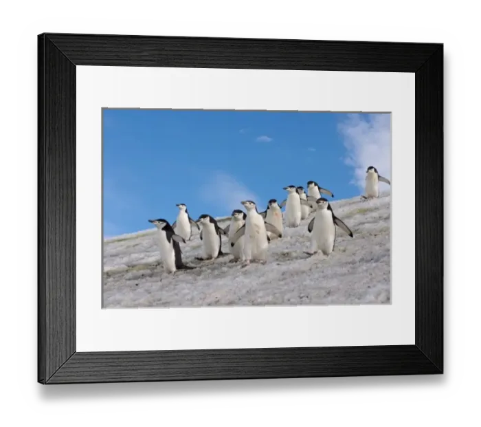 Framed Print : chinstrap penguins, Pygoscelis antarctica, walking down a glacial ice cap from their colony Framed Print : chinstrap penguins, Pygoscelis antarctica, walking down a glacial ice cap from their colony