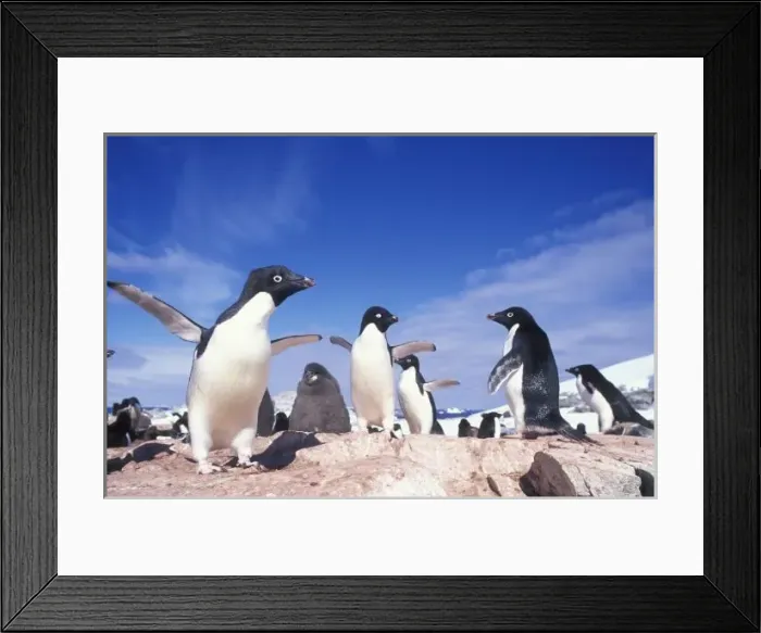 Framed Print : Antarctica, Adelie Penguin (Pygoscelis adeliae) rookery on Petermann Island near