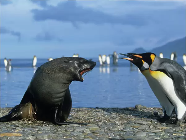 South Georgia Island, St. Andrews Bay, King Penguins (Aptenodytes patagonicus)