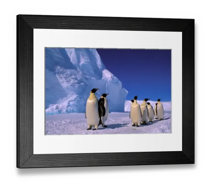 Framed Print : Antarctica, Australian Antarctic Territory, Auster EP Rookery, Emperor Penguins Framed Print : Antarctica, Australian Antarctic Territory, Auster EP Rookery, Emperor Penguins