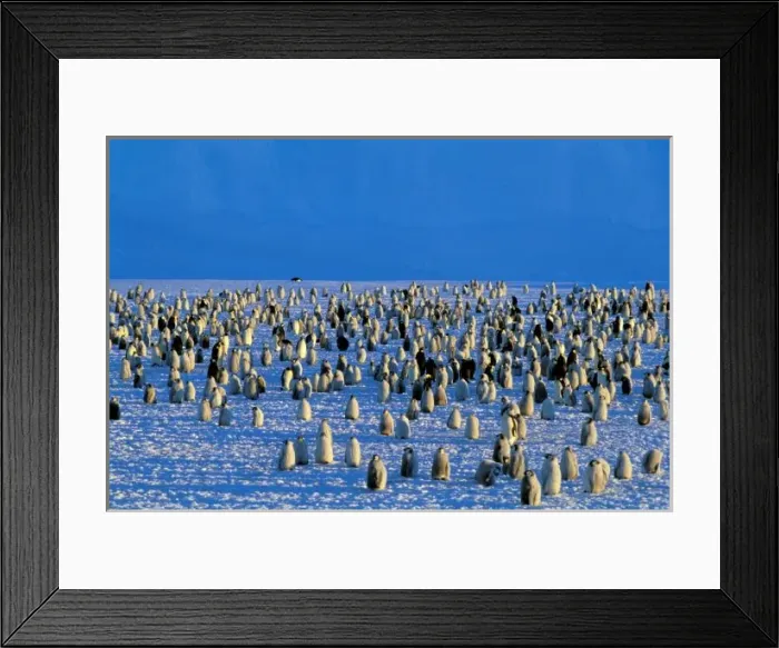 Framed Print : Antarctica, Australian Antarctic Territory, Auster EP Rookery. Emperor Penguins