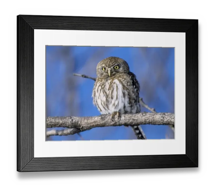 Framed Print : Zimbabwe. Close-up of pearl spotted owl on branch Framed Print : Zimbabwe. Close-up of pearl spotted owl on branch