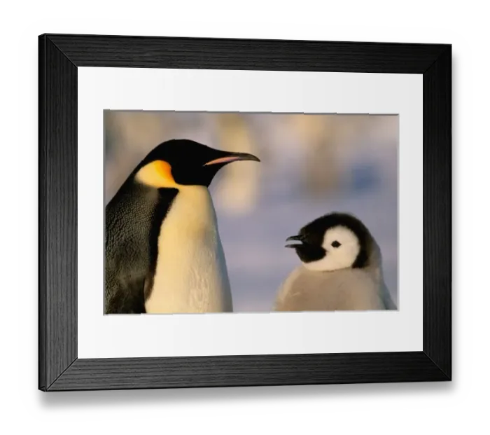 Framed Print : Antarctica, Australian Framed Print : Antarctica, Australian