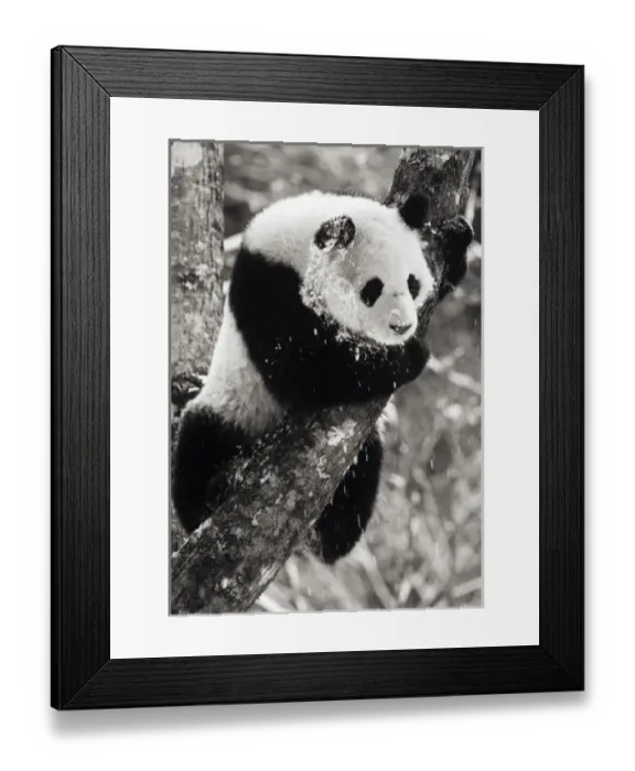 Framed Print : Asia, China Framed Print : Asia, China