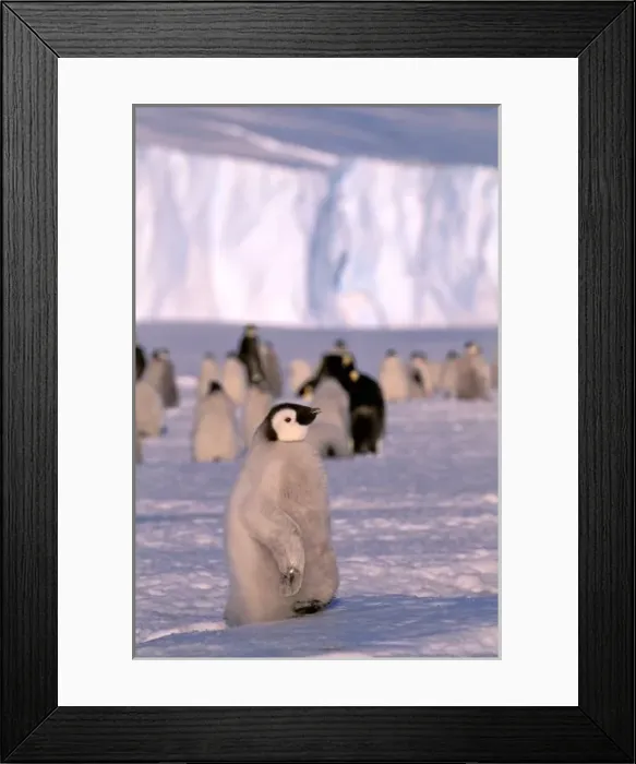 Framed Print : Antarctica, Australian Antarctic Territory, Auster EP Rookery. Emperor Penguin chicks