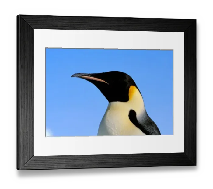 Framed Print : Antarctica, Australian Antarctic Territory, Auster EP Rookery. Emperor Penguin Framed Print : Antarctica, Australian Antarctic Territory, Auster EP Rookery. Emperor Penguin