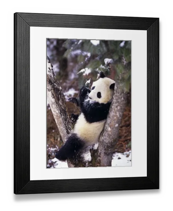 Framed Print : Asia, China, Sichuan Province. Giant Panda up a tree in winter snow at Wolong Nature Reserve Framed Print : Asia, China, Sichuan Province. Giant Panda up a tree in winter snow at Wolong Nature Reserve