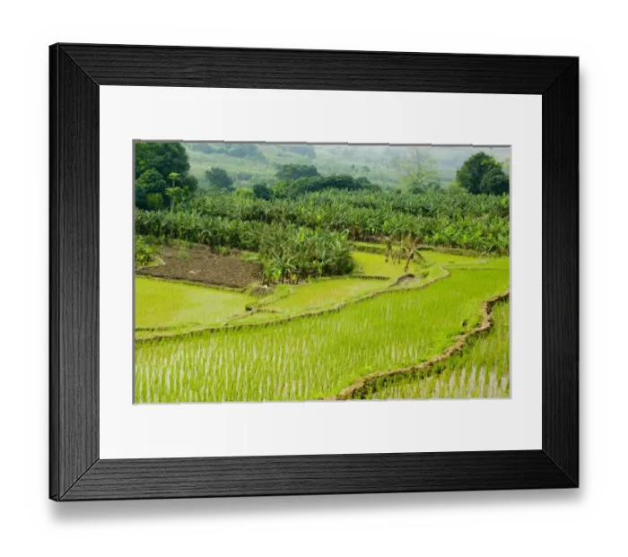 Framed Print : Asia, China, Yunnan Province, Honghe. Banana trees grow in fields next to rice paddies Framed Print : Asia, China, Yunnan Province, Honghe. Banana trees grow in fields next to rice paddies