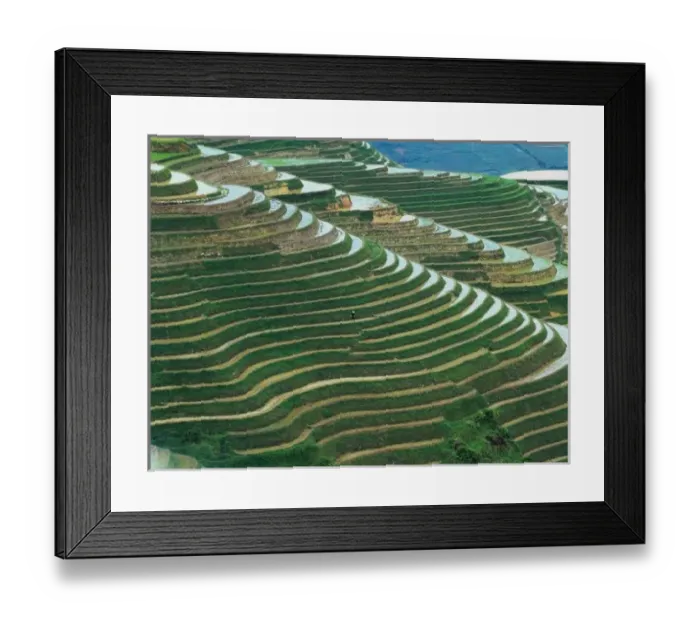 Framed Print : Landscape of rice
