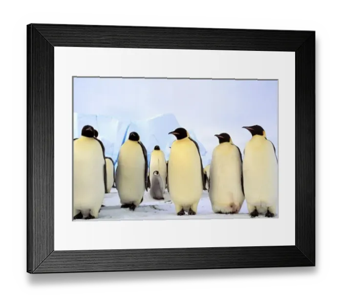 Framed Print : Antarctica, Antarctic Peninsula, Weddell Sea, Atka Bay. Emperor Penguins (Aptenodytes