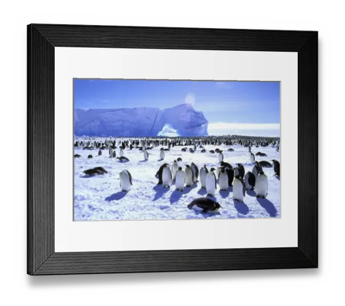 Framed Print : Antarctica, Antarctic Peninsula, Weddell Sea, Atka Sea. Emperor Penguins (Aptenodytes