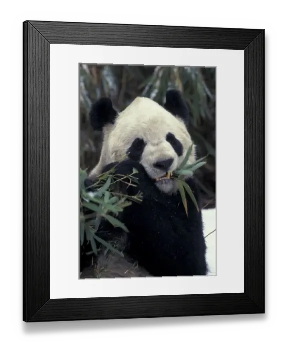 Framed Print : China, Wolong Nature Reserve. Giant Panda feeds on bamboo Framed Print : China, Wolong Nature Reserve. Giant Panda feeds on bamboo