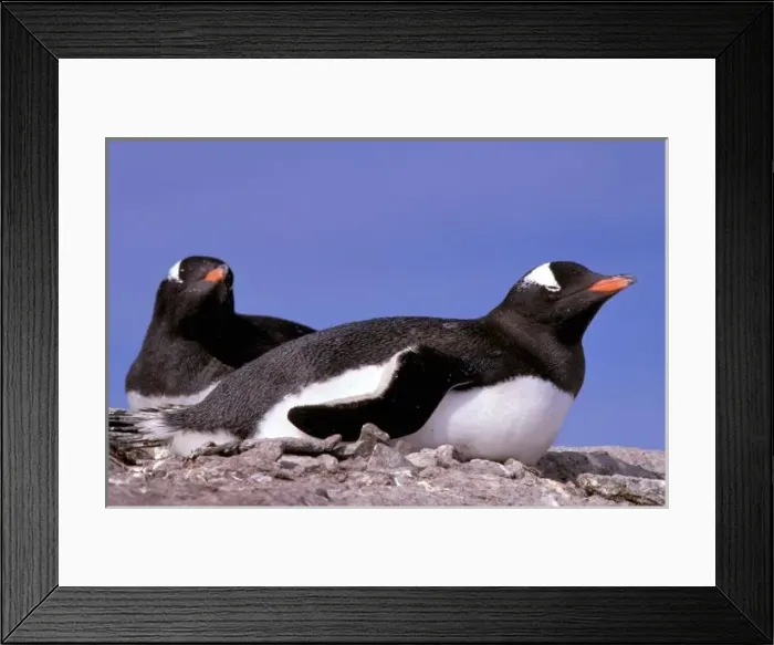Framed Print : Antarctica, Antarctic Peninsula, Peterman Island. Gentoo Penguins (Pygoscelis papua)