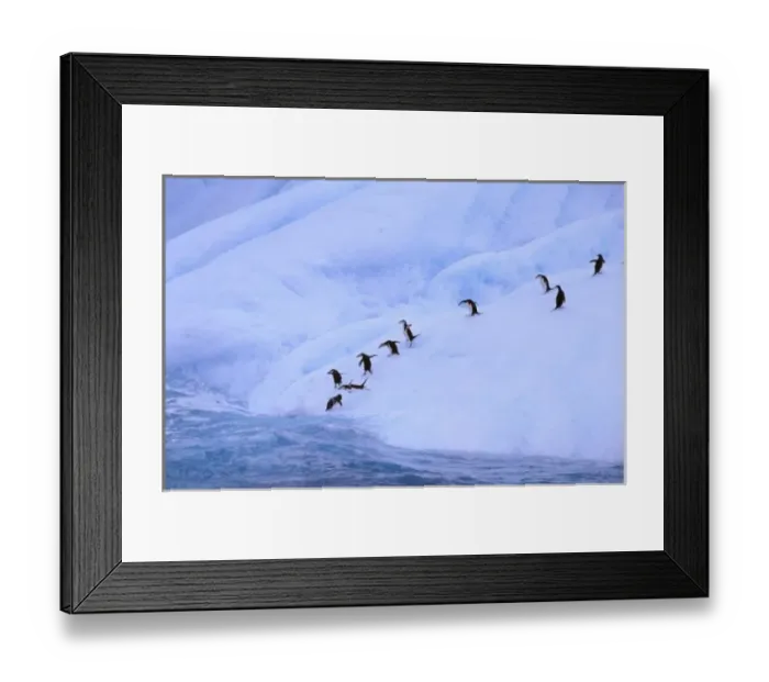 Framed Print : Antarctica, Antarctic Peninsula. Chinstrap Penguins on icebergs (Pygoscelis antarctica) Framed Print : Antarctica, Antarctic Peninsula. Chinstrap Penguins on icebergs (Pygoscelis antarctica)