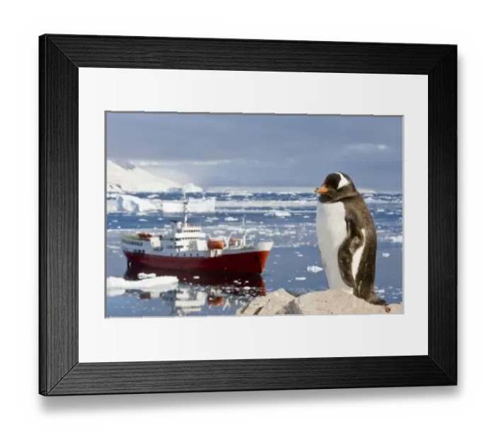 Framed Print : Antarctica, Neko Cove (Harbour). Gentoo penguin and vessel Antarctic Dream in Neko Cove (Harbour) Framed Print : Antarctica, Neko Cove (Harbour). Gentoo penguin and vessel Antarctic Dream in Neko Cove (Harbour)