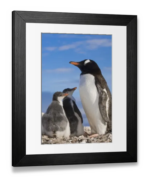 Framed Print : Antarctica, Neko Cove (Harbour). Gentoo penguin family Neko Cove (Harbour), Antarctica Framed Print : Antarctica, Neko Cove (Harbour). Gentoo penguin family Neko Cove (Harbour), Antarctica