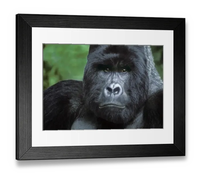 Framed Print : Zaire, Virungas National Park. Portrait of wild silverback mountain gorilla Framed Print : Zaire, Virungas National Park. Portrait of wild silverback mountain gorilla