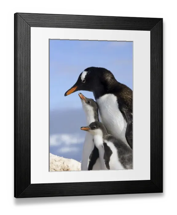 Framed Print : Antarctic Peninsula, Neko Harbour, Gentoo penguins, parent and chicks
