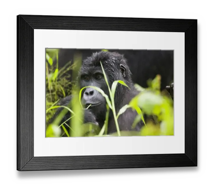 Framed Print : Africa, Uganda, Bwindi Impenetrable National Park, Adult Mountain Gorilla (Gorilla Framed Print : Africa, Uganda, Bwindi Impenetrable National Park, Adult Mountain Gorilla (Gorilla