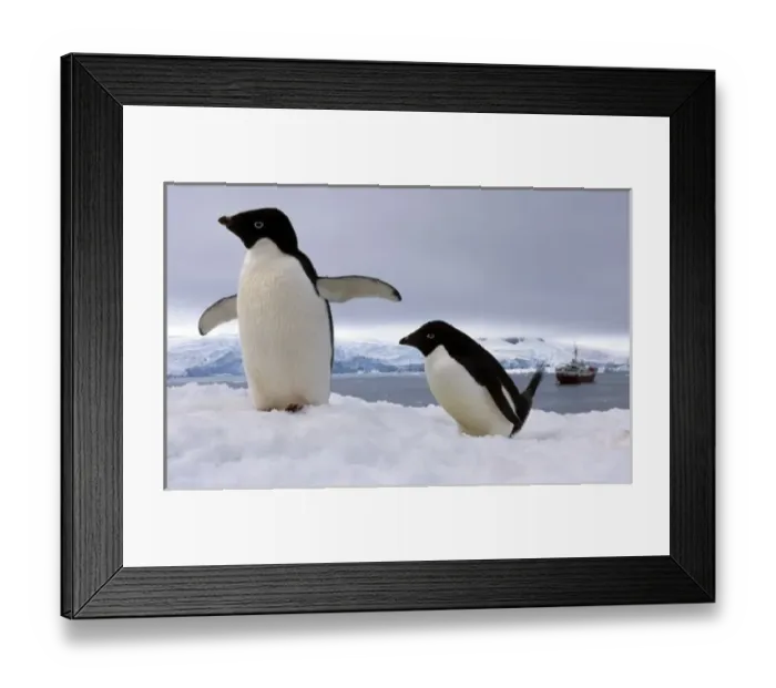 Framed Print : Pair Adelie penguins Antarctica Framed Print : Pair Adelie penguins Antarctica