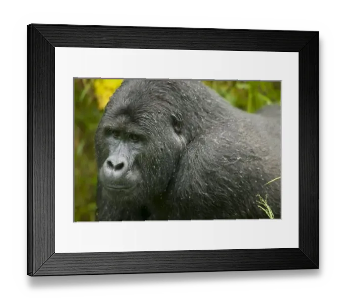 Framed Print : Uganda, Bwindi Impenetrable National Park. Adult Male (Silverback) Mountain Gorilla Framed Print : Uganda, Bwindi Impenetrable National Park. Adult Male (Silverback) Mountain Gorilla